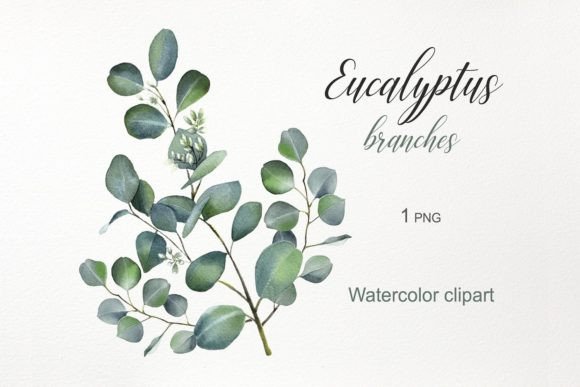 Download Watercolor Flowers. Eucalyptus Clipart - Art Collection
