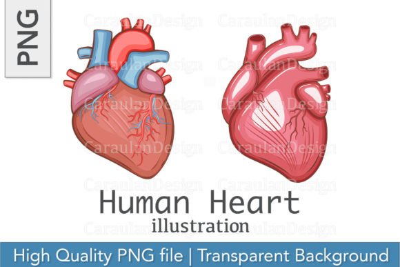 Download Human Heart Illustration, Heart PNG - Art Collection