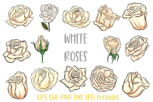 Download White Rose Flower Line Art Illustrations - Art Collection